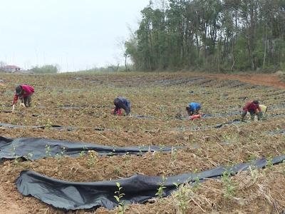 湖北赤壁：科学使用回收地膜 助力农业绿色发展