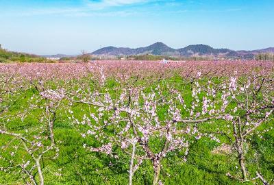 湖北赤壁：百亩桃花绘春色 千枝粉蕊映霞光