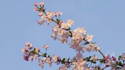 春日限定！赤壁市人民广场春日花海来袭