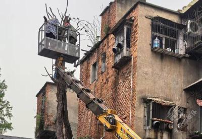 蒲圻北街社区：伐枯树解民忧 消隐患保安全
