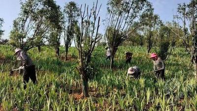 湖北赤壁：耕耘林下好增收 中药材有品质有颜值有价值
