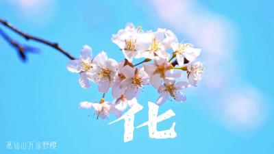 赤壁“野生”汉字