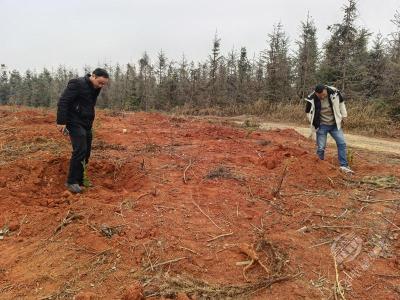 赤壁市林业局超额完成多项绿化任务厚植生态底色