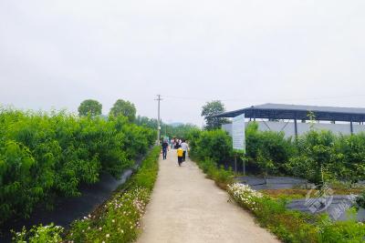 湖北赤壁：果为笔地为纸 产业兴旺美滋滋