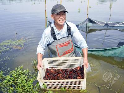 湖北赤壁：稻虾轮作“轮”出致富路 一田双收“种”出好“钱”景