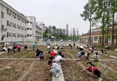 赤壁镇中学劳动实践课：田间除草挥汗忙 劳动育人促成长