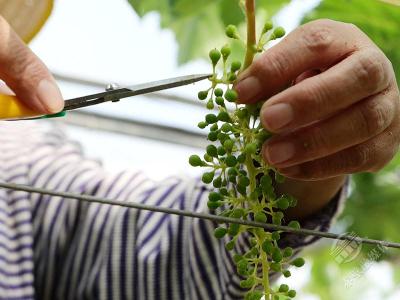 易家堤村：葡萄疏果忙 农户待丰收