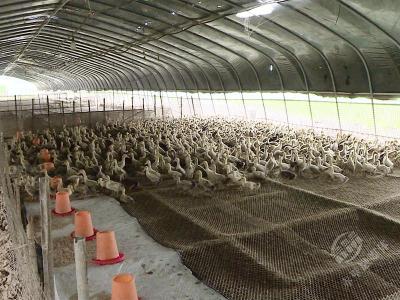 第九个全国科技工作者日・科技兴农丨田淑娴：让“稻鸭共育”成为乡村振兴“金钥匙”