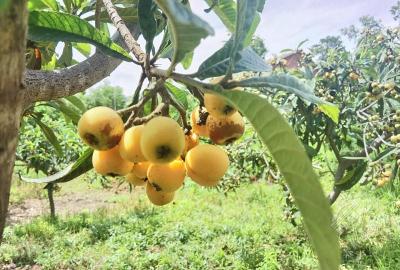 湖北赤壁：枇杷飘香迎客来 特色水果产业助力农民增收