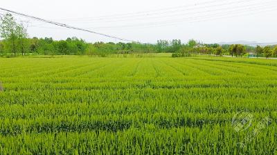 湖北赤壁：风吹麦浪涌 丰收在望时
