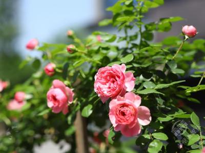 湖北赤壁：时至立夏 万物繁茂