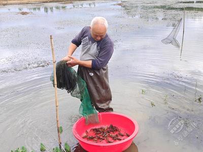 湖北赤壁：小虾塘里“精算盘” 袁老爹增收有门道