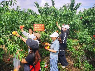 赤壁：一个黄桃一份情，公益助农献爱心