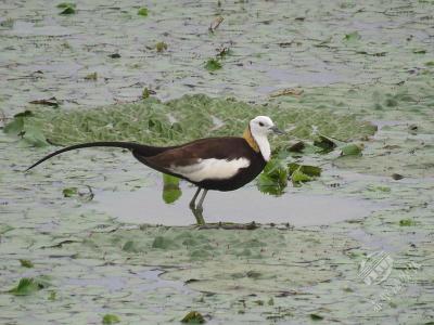 赤壁完成夏季水鸟专项调查，湿地生态保护再添力