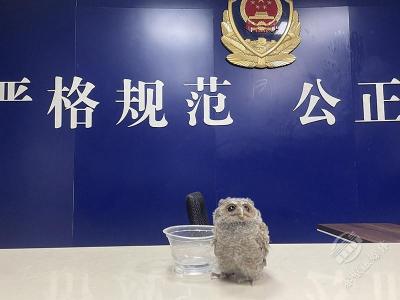 “国保”鸟类受伤 警民携手救助 