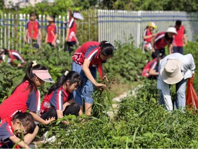 湖北赤壁：携手校园育新苗 实践园里喜丰收