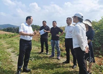 葛军调研龙佑片区工作：锚定目标精准发力 全力打造全域旅游示范标杆