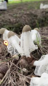 竹荪种植，撑起乡村振兴“致富伞”