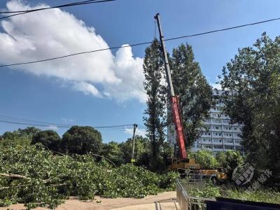赤马港街道砂子岭社区：及时清危树 居民点赞办实事