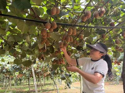 湖北赤壁：甜“猕”来袭！茶庵岭镇猕猴桃果园迎来最佳采摘期