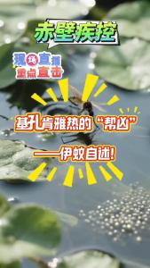基孔肯雅热的“帮凶“窝点大曝光:你家这些地方可能是“蚊产房