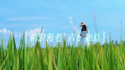 湖北赤壁：稻浪漫卷 青绿如诗