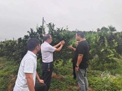 赤壁两山：向怀化取经！学思践悟赋能绿色产业发展