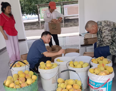 茶庵岭镇：护航黄桃产业茁壮成长