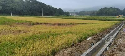 湖北赤壁：金色稻浪间的民生工程