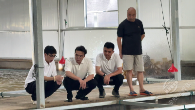 青石桥下游动着“软黄金”