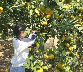 湖北赤壁：支部联动探新路 订单农业促增收