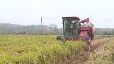 市农业农村局举办粮油规模种植主体单产提升项目（农机类）测产验收现场会