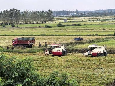 湖北赤壁：“丰”景这边独好！秋收大片正在上演