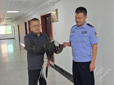 湖北赤壁：白鹇 “做客” 居民家中 众人携手暖心救助