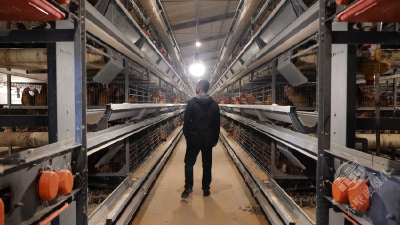 日产鸡蛋4万枚 科技赋能品质效率双提升