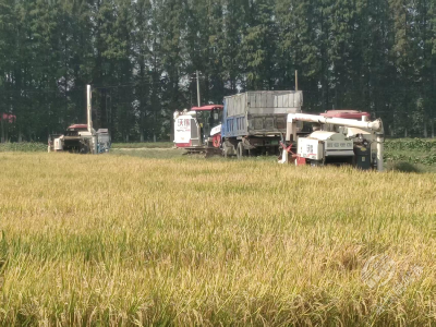 护航秋收 黄盖湖镇2万亩稻谷收割有序推进