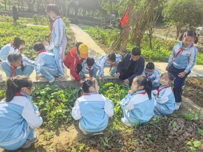 识菜苗、种青菜……赤壁市第二实验小学学生变身“小农人”