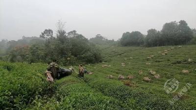 千年茶品变国潮茶饮 赤壁青砖茶圈粉年轻群体
