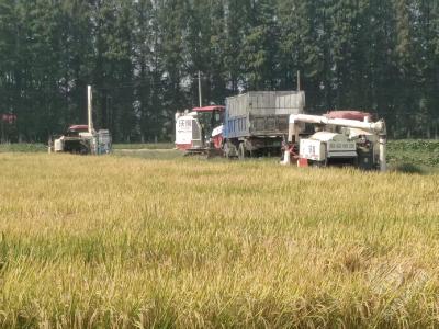 黄盖湖镇：监督护航秋收 确保颗粒归仓