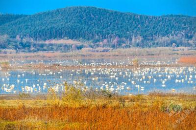 万鸟如约归！赤壁迎来首批北归候鸟