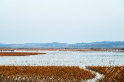 赤壁：气象“哨兵”驻湿地 铺就候鸟迁徙“安全航线”