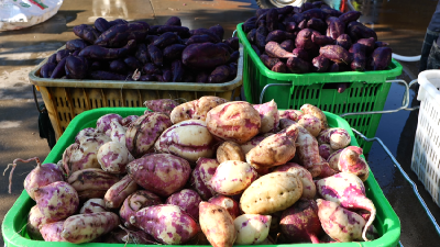 邵家湾里的“苕生意” 香飘十里的“晶粉粉”