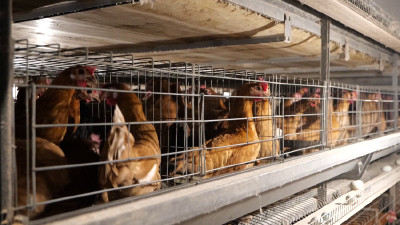 赤壁：设施农业绘就乡村振兴 “棚”勃发展新图景