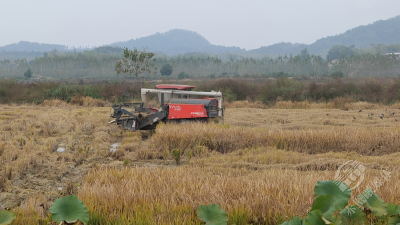 黄国焱：“新农人”稻田里种出新希望