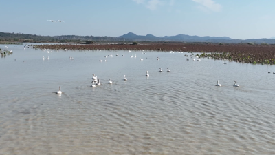 万只候鸟飞抵黄盖湖水域越冬