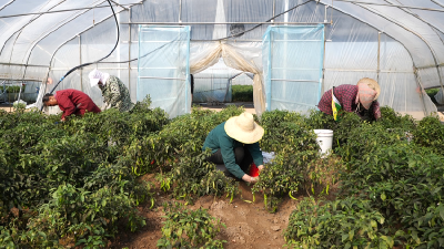 湖北赤壁：大棚辣椒大丰收 特色种植特别“牛”