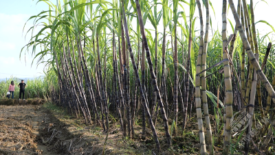 咸宁赤壁：甘蔗成熟丰收季 “甜蜜风景”织就“甜蜜诱惑”