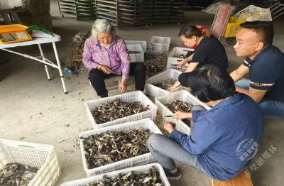 新店镇：合作社促三产融合，小菌菇“链”起千万产业
