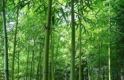 那片不一样的竹林