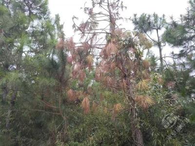 赤壁市圆满完成2025年松材线虫病秋季普查工作​